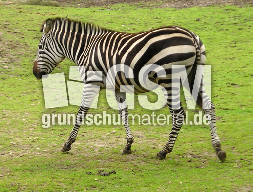 Zebras-7.jpg